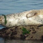 Pictures of Harbor Seal