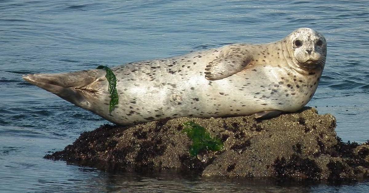 Pictures of Harbor Seal