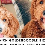 Pictures of Petite Goldendoodle