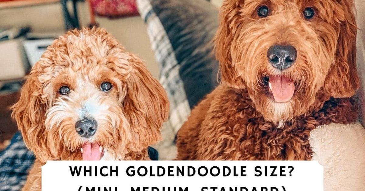 Pictures of Petite Goldendoodle