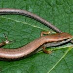 Pictures of Skink Lizard