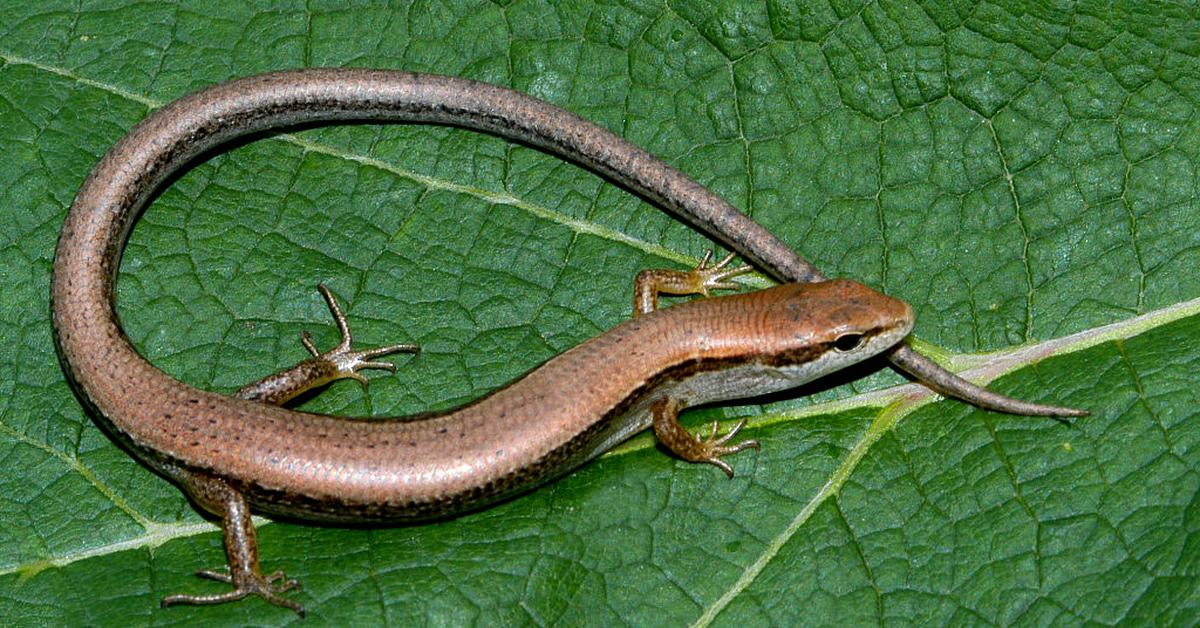 Pictures of Skink Lizard