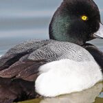 Pictures of Lesser Scaup