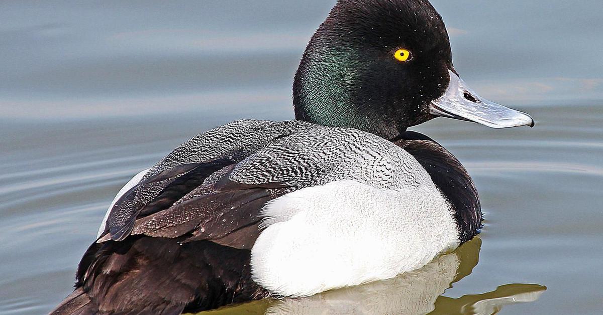 Pictures of Lesser Scaup