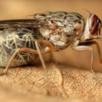 Pictures of Tsetse Fly