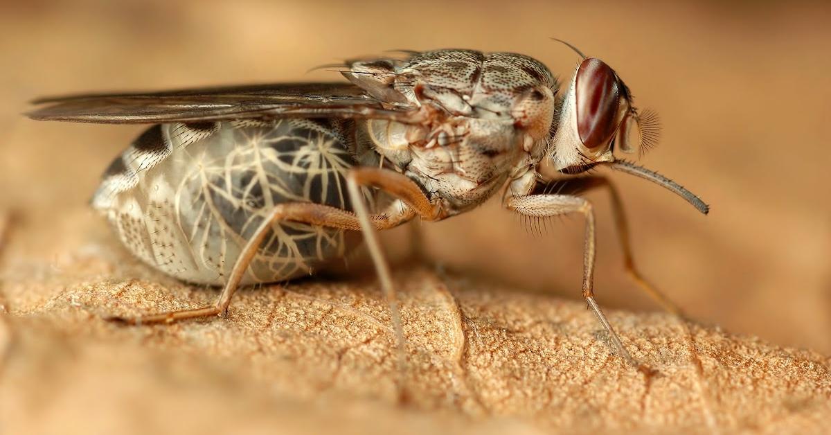 Pictures of Tsetse Fly