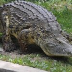 Pictures of Nile Crocodile