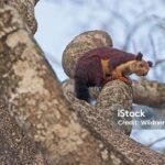 Pictures of Indian Giant Squirrel