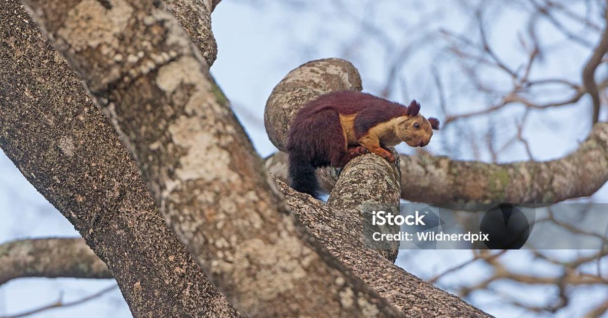 Pictures of Indian Giant Squirrel