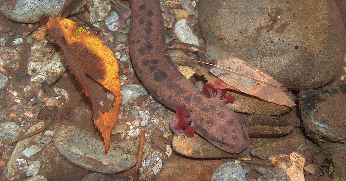 Pictures of Mudpuppy