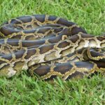 Pictures of Burmese Python