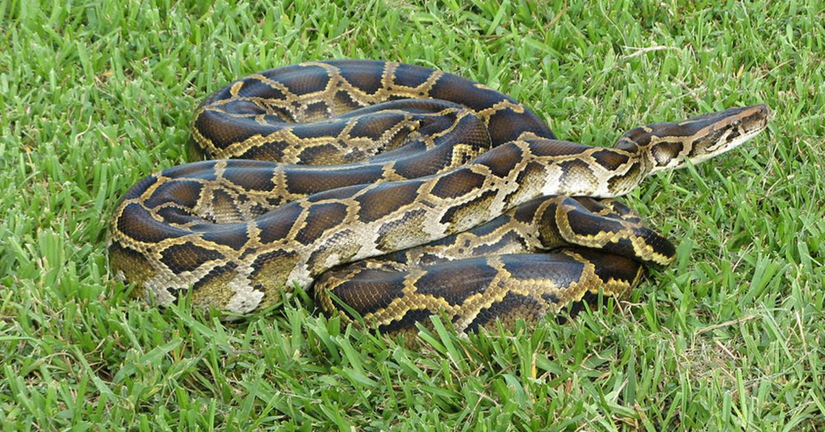 Pictures of Burmese Python