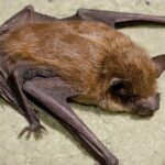 Pictures of Little Brown Bat