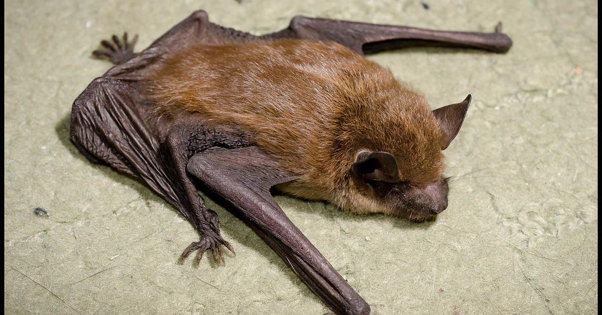 Pictures of Little Brown Bat