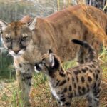 Pictures of Florida Panther