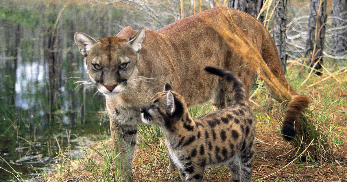 Pictures of Florida Panther