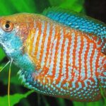 Pictures of Dwarf Gourami