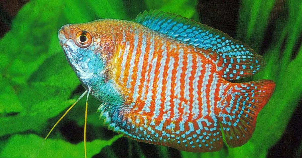 Pictures of Dwarf Gourami