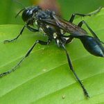 Pictures of Black Wasp