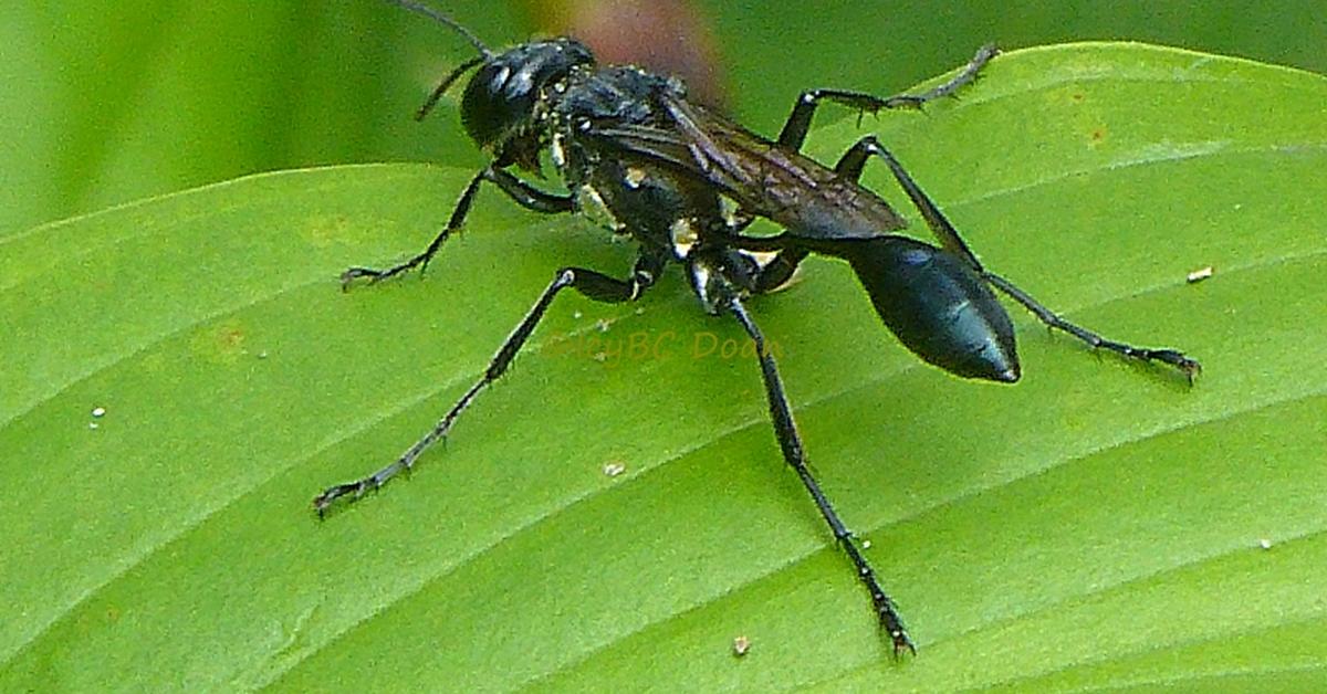 Pictures of Black Wasp