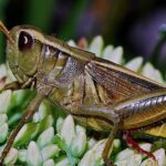 Pictures of Camel Cricket