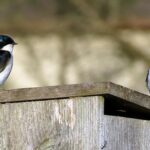 Pictures of Tree Swallow