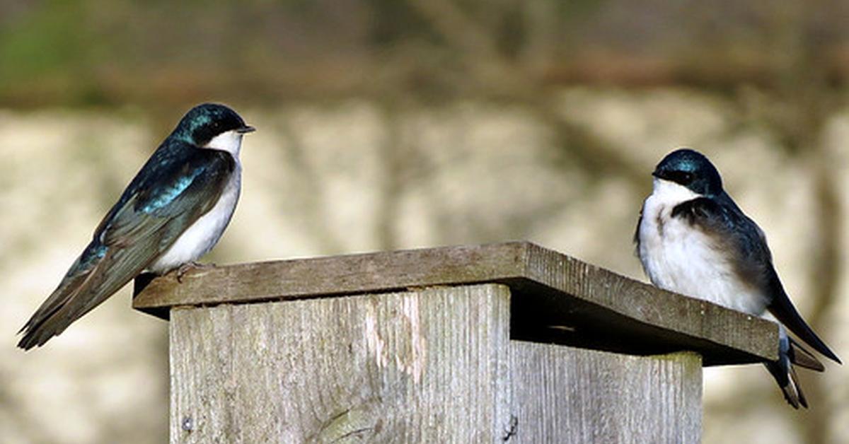 Pictures of Tree Swallow