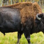 Pictures of Wood Bison