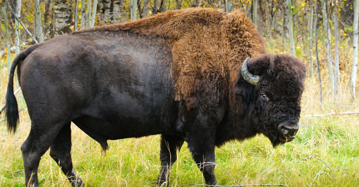 Pictures of Wood Bison