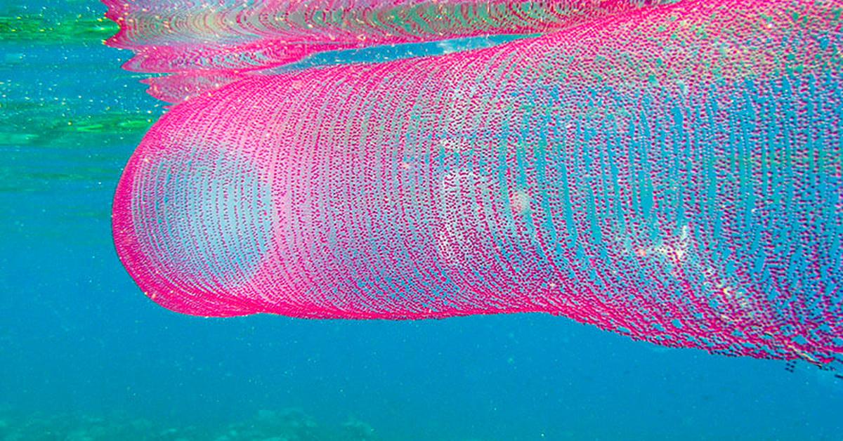 Pictures of Pyrosome