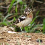 Pictures of Rose-Breasted Grosbeak