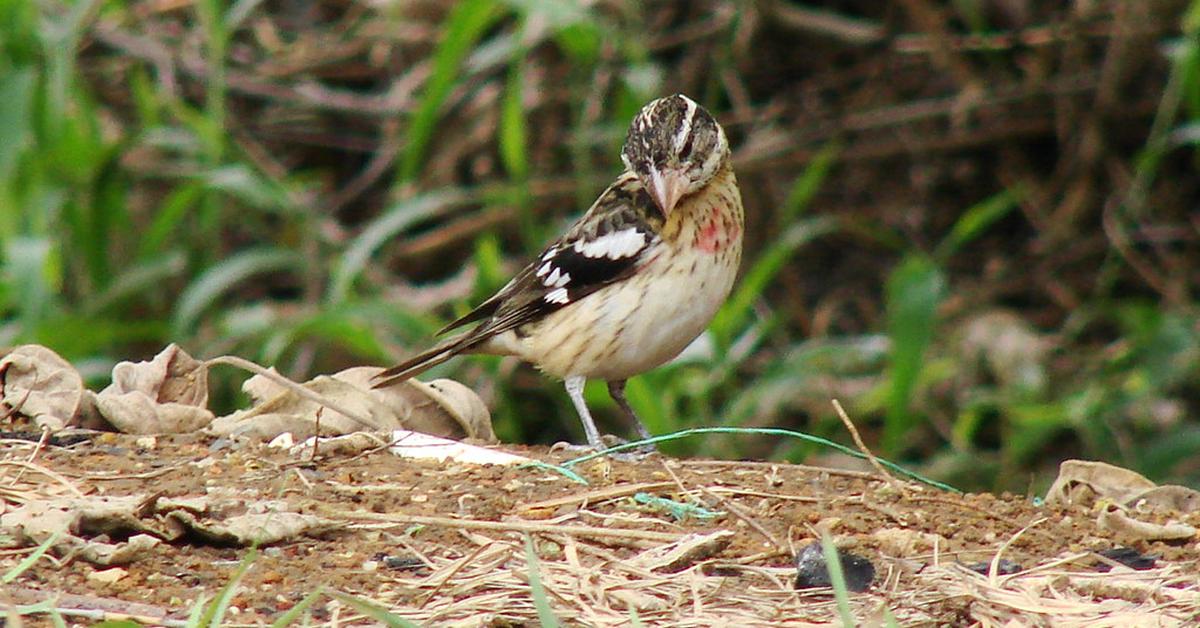 Pictures of Rose-Breasted Grosbeak