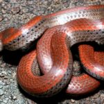 Pictures of Sharp-Tailed Snake