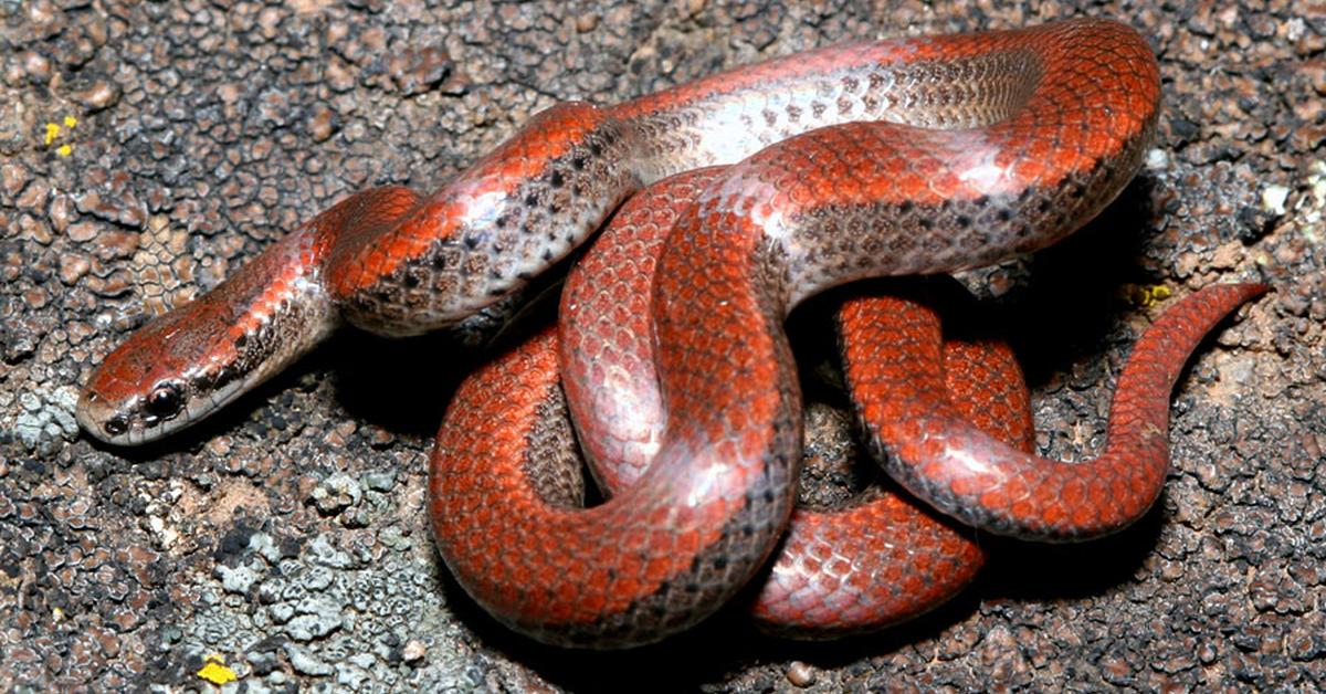 Pictures of Sharp-Tailed Snake