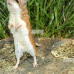 Pictures of Grasshopper Mouse