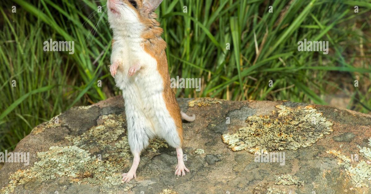 Pictures of Grasshopper Mouse