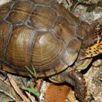 Pictures of Box Turtle