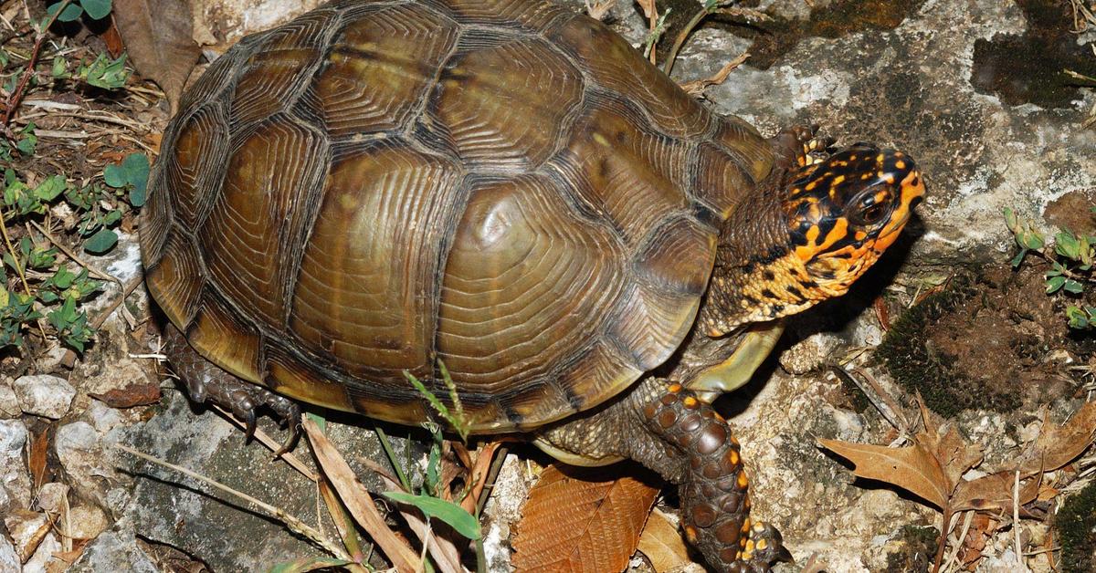 Pictures of Box Turtle