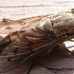 Pictures of Horsefly