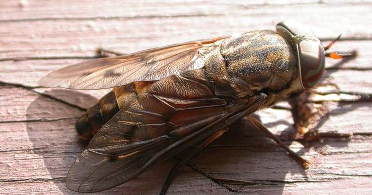Pictures of Horsefly