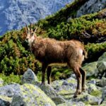 Pictures of Ibex