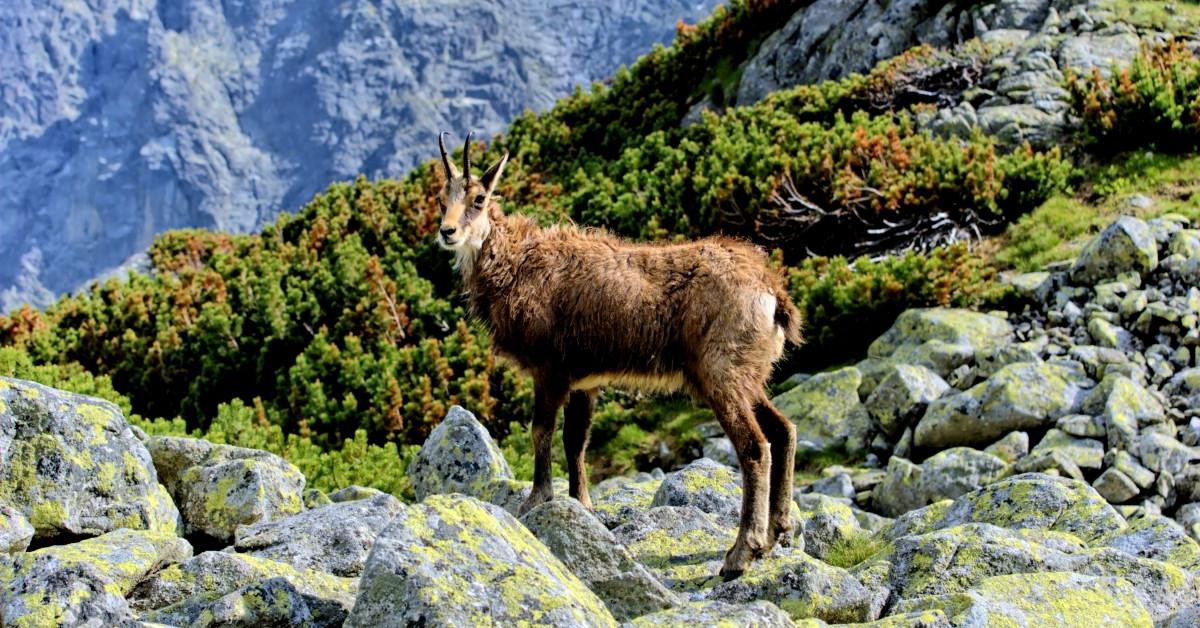 Pictures of Ibex