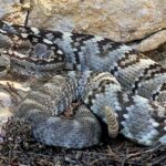 Pictures of Black-Tailed Rattlesnake