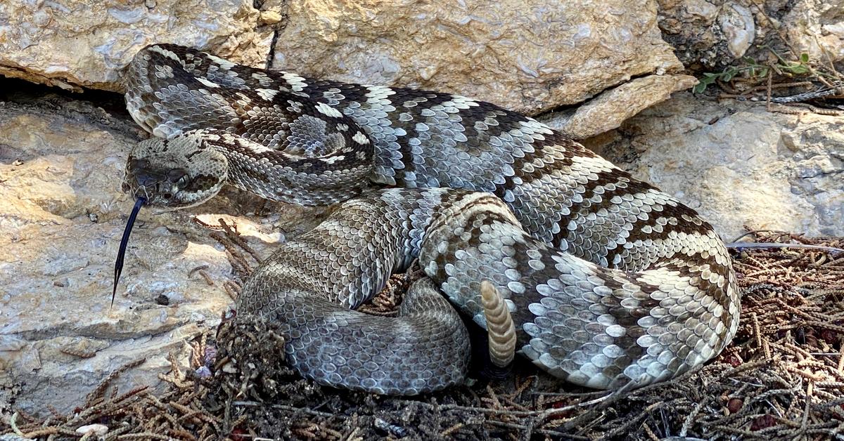 Pictures of Black-Tailed Rattlesnake