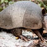 Pictures of Giant Armadillo