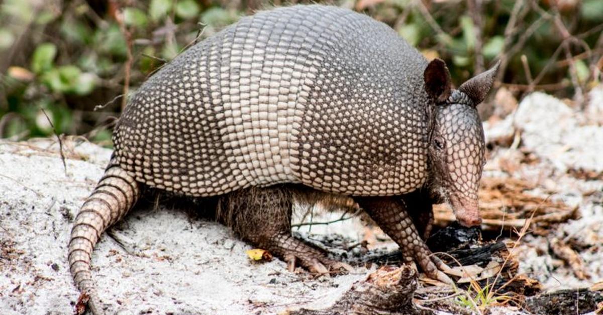 Pictures of Giant Armadillo