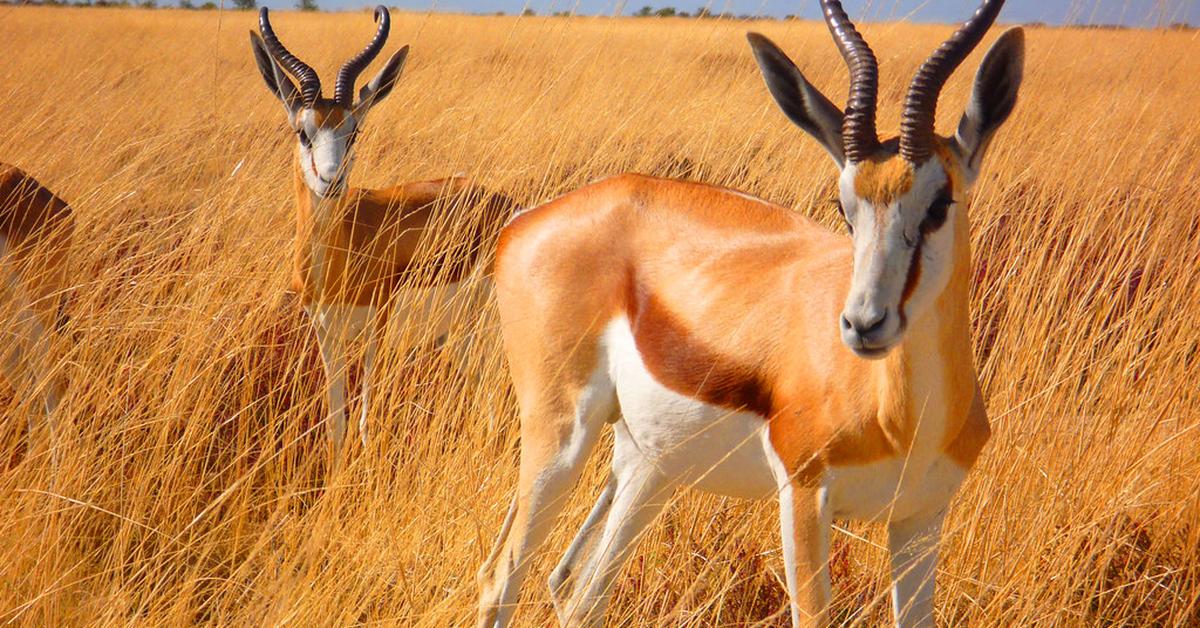 Pictures of Springbok