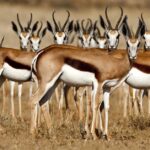 Pictures of Pronghorn