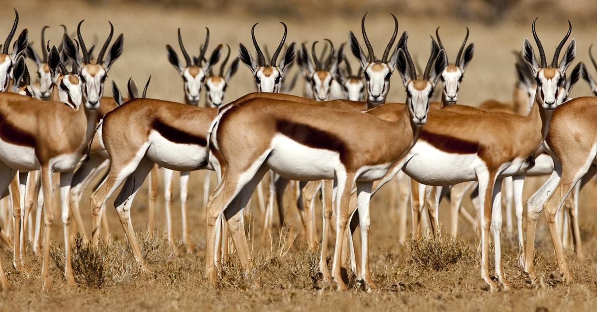 Pictures of Pronghorn