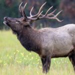 Pictures of Elk